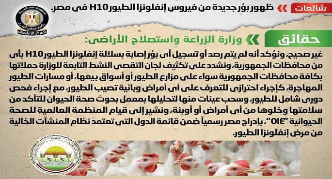 مجلس الوزراء: لا صحة لظهور بؤر جديدة من فيروس إنفلونزا الطيور (H10) في مصر