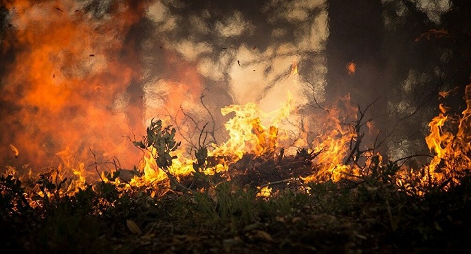 مقتل أربعة وإصابة ثلاثة في حرائق غابات بالجزائر