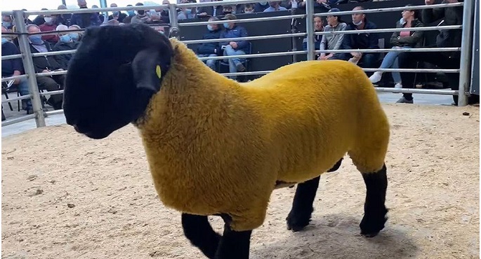 بالمزاد العلني.. بيع “كبش ذهبي” في إيرلندا  بـ44 ألف يورو