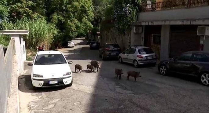 الخنازير البرية تغزو العاصمة الإيطالية روما