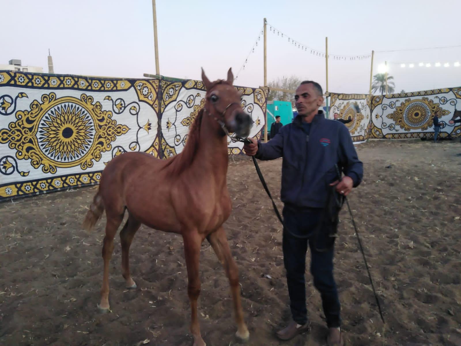 مهرجان المنوفية للخيول العربية يختار “الأجمل والأكثر أدبًا”