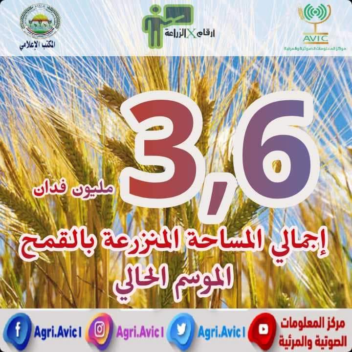 الزراعة : إجمالي المساحة المنزرعة من محصول القمح على مستوى الجمهورية ٣ مليون و ٦٥٩ ألف فدان