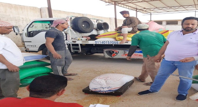 التموين: بدء موسم توريد الاقماح المحلية اليوم وحتى نهاية اغسطس