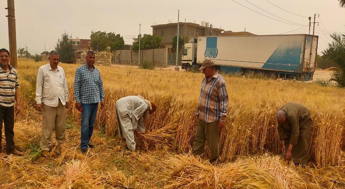 الزراعة تعلن الانتهاء من حصاد 2.4 مليون فدان منزرعة بالقمح حتى الآن
