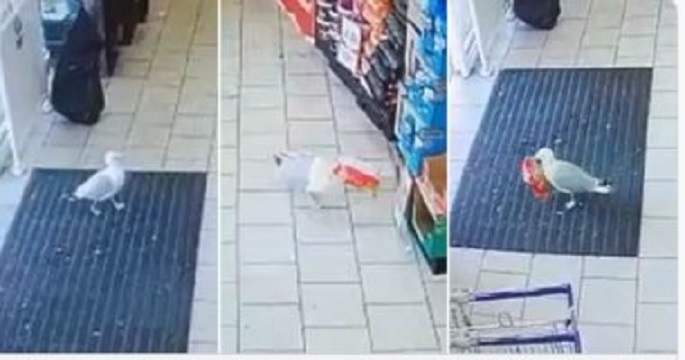 طائر نورس يسرق 18 كيس رقائق بطاطس من متجر