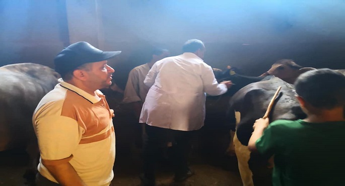 بالصور .. الزراعة : حملة لتحصين الماشية ضد الحمى القلاعية والوادي المتصدع