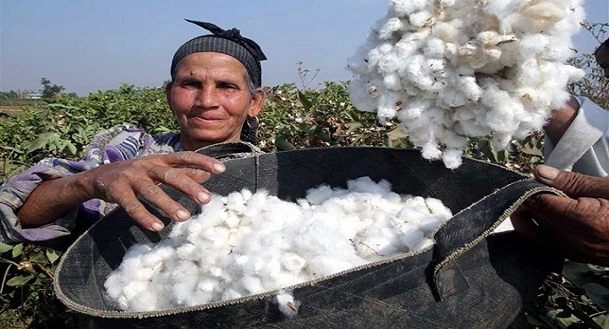 الإحصاء: 101.5% زيادة في صادرات الأقطان المحلية خلال 2021