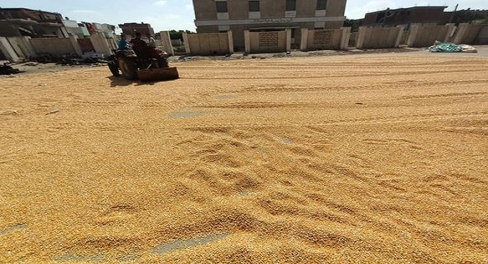 بالصور.. الزراعة تقوم باستلام الأعلاف للذرة الأصفر تفعيلا لمنظومة الزراعة التعاقدية