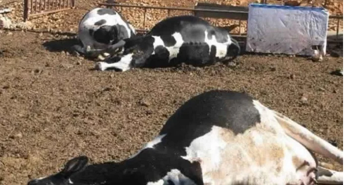 موريتانيا تسجل 216 حالة إصابة بحمى الوادي المتصدع