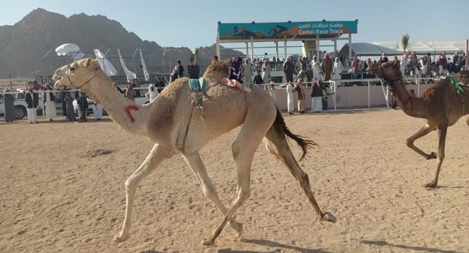اليوم.. وزير الشباب والرياضة يواصل جولاته بشمال سيناء ويشهد ختام سباق الهجن