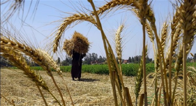 المركزي للإحصاء: 4.4% زيادة في إنتاج مصر من الحبوب عام 2020/ 2021