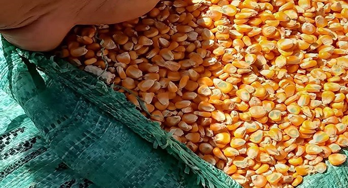 الهيئة العامة للسلع التموينية تتعاقد على شراء 50 ألف طن ذرة صفراء روماني