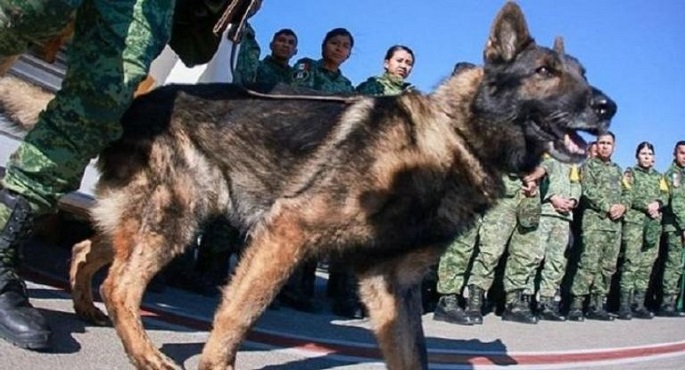 جنازة عسكرية للكلب “بروتيو” بعد رحلة حافلة فى إنقاذ ضحايا زلزال تركيا