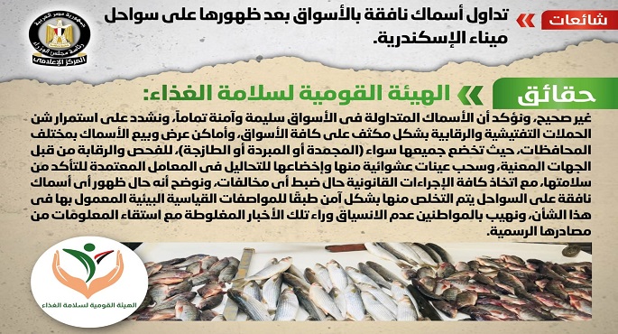 بالإنفوجراف.. مجلس الوزراء ينفي تداول أسماك نافقة بالأسواق بعد ظهورها على سواحل ميناء الإسكندرية