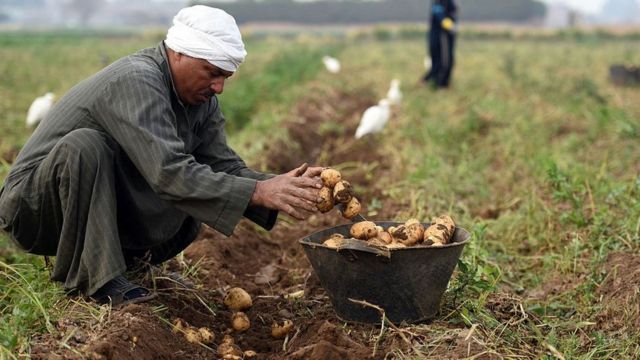 حصاد وزارة الزراعة في 2023.. تعزيز الأمن الغذائي المصري في مواجهة التحديات المُتلاحقة