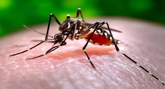 بيرو تعلن حالة طوارئ صحية بمعظم مقاطعاتها بسبب تزايد حالات الإصابة بحمى الضنك