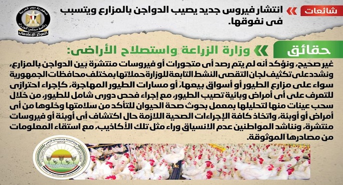 الحكومة تنفي انتشار فيروس جديد يصيب الدواجن بالمزارع ويتسبب في نفوقها