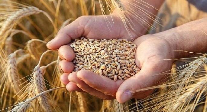 التموين : توريد 900 ألف طن قمح من خلال 450 نقطة علي مستوي الجمهورية
