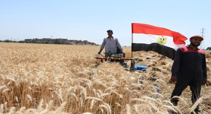 زيادة سعر توريد القمح إلى 2500 جنيه للإردب وتوجيه رئاسى بالصرف الفورى لمستحقات المزارعين والموردين