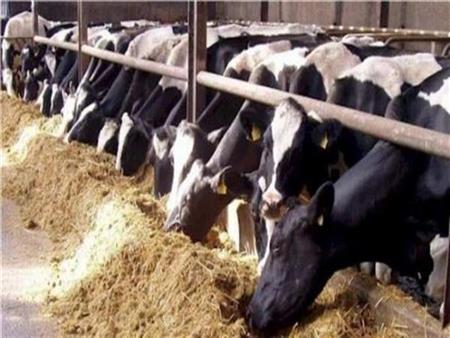 139 مليون جنيه تمويلا ً جديداً للمشروع القومى للبتلو في إطار مبادرة حياة كريمة