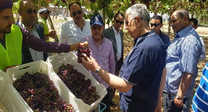 وزير الزراعة يتفقد إحدى محطات ومزارع التصدير بالنوبارية.. ويؤكد دعم الدولة للقطاع الخاص