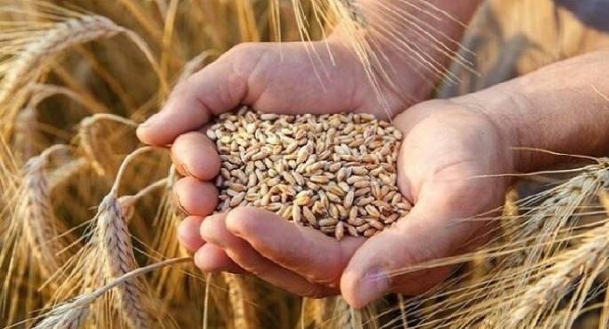استمرار توريد القمح للشون والصوامع بمحافظات الجمهورية وسط متابعة حثيثة من المحافظين