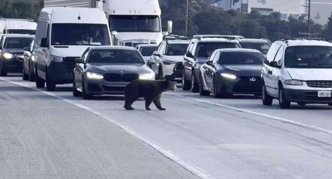 ظهور غير متوقع لدب على طريق سريع في كاليفورنيا