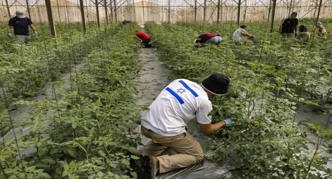 أزمة غذاء في إسرائيل وخسائر كبيرة في القطاع الزراعي بسبب استمرار الحرب
