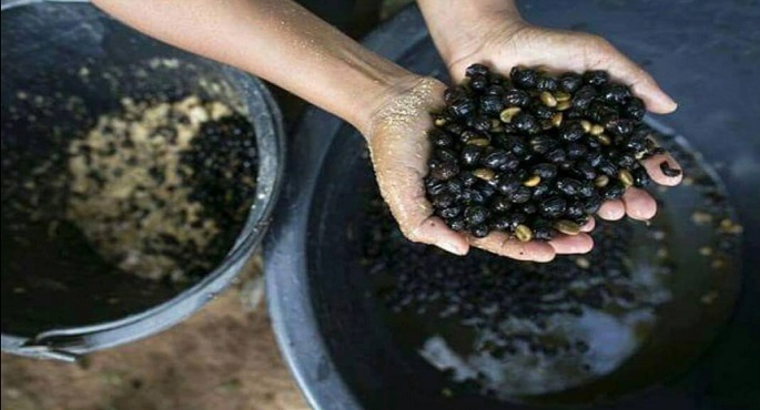 2500 دولار ثمنًا للكيلو لأغلى أنواع حبوب القهوة
