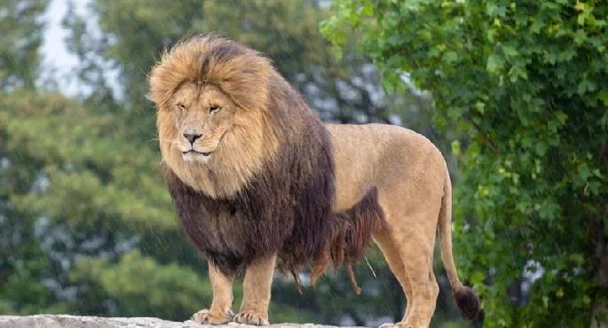 أسد يثير الذعر بحفل زفاف في ليبيا