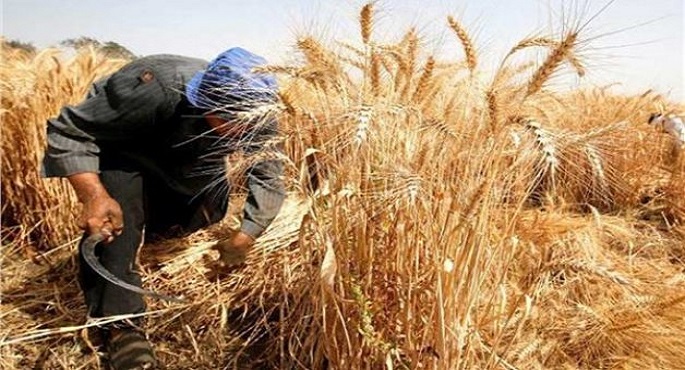 الزراعة : نعمل على زيادة مساحات زراعة القمح بأحدث التقنيات لتعظيم الإنتاج