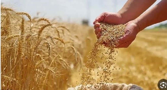 وزير التموين: غدا.. بدء موسم توريد القمح المحلى و420 نقطة لاستلام المحصول