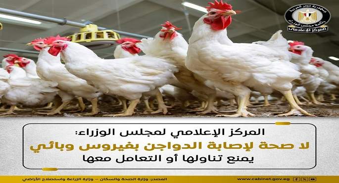 مجلس الوزراء: أوضاع مزارع الدواجن مستقرة ولا وجود لأى فيروس يمنع تناولها أو التعامل معها