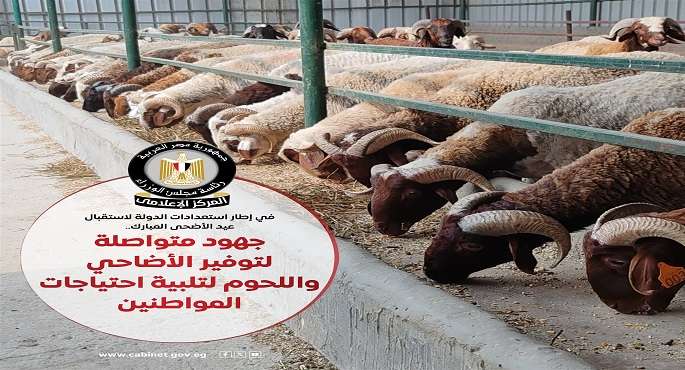 بالإنفوجراف.. مجلس الوزراء: جهود متكاملة لتوفير الأضاحى واللحوم بأسعار مناسبة لتلبية احتياجات المواطنين
