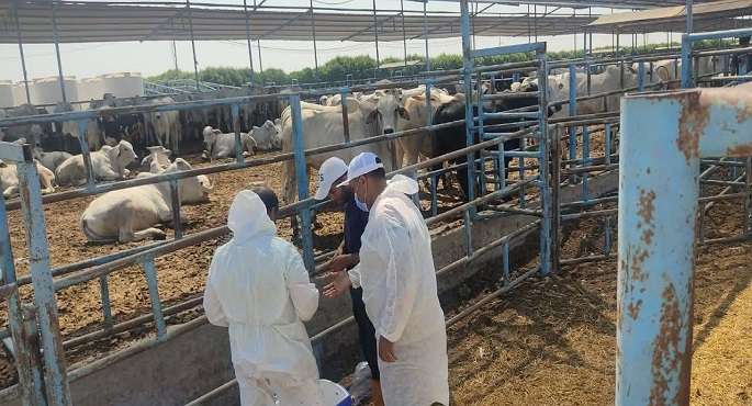 بالصور.. الزراعة تكثف حملاتها البيطرية المتكاملة بمختلف المحافظات