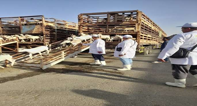 “الزراعة”: بدء البعثة البيطرية المصرية مهامها فى الأراضى المقدسة