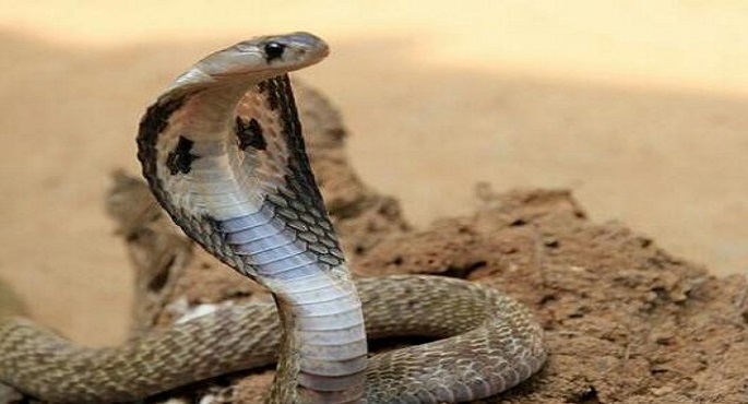 طفل يعض أفعى كوبرا حتى الموت