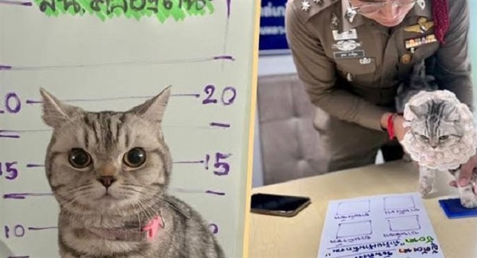 قطة أمريكية مجرمة تتصدر صحف تايلاند بعد القبض عليها بطريقة كوميدية