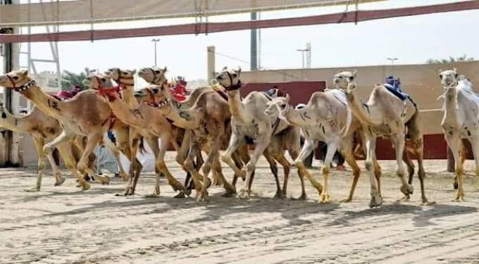 شرم الشيخ تستعد لاستضافة مهرجان الهجن السنوى أكتوبر المقبل