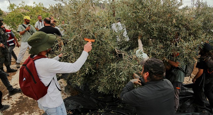 الأمم المتحدة: الاعتداءات الإسرائيلية المتواصلة على المزارعين الفلسطينيين هدفها فصلهم عن أرضهم