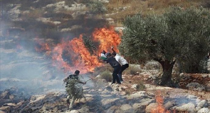 مستوطنون يضرمون النار فى أراضى الفلسطينيين شمال غرب رام الله