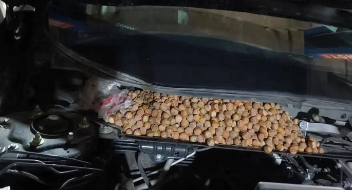 صينى يُفاجأ بتحول سيارته إلى مخزن بندق بسبب القوارض