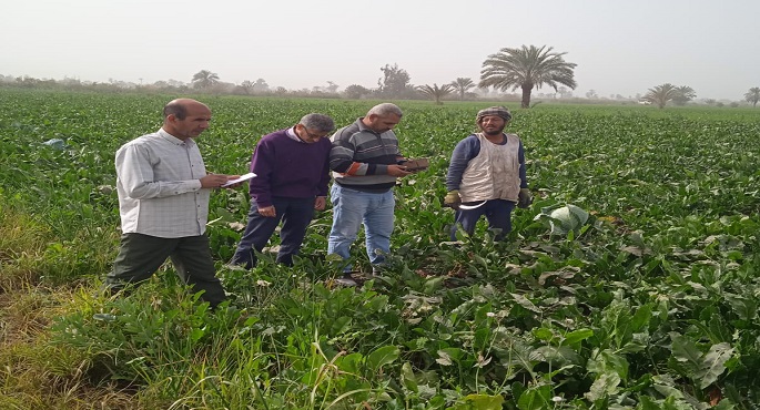 “الزراعة” تواصل حملاتها لمتابعة زراعات القمح ومكافحة الآفات ودعم المزارعين