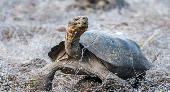 فلوريانا تستعيد عمالقتها البطيئة.. إعادة توطين 150 سلحفاة بعد اندثارها منذ مئة عام