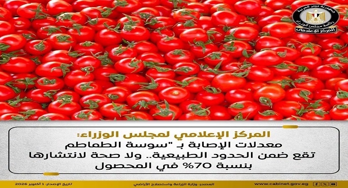مجلس الوزراء: معدلات الإصابة بـ "سوسة الطماطم" تقع ضمن الحدود الطبيعية ولا صحة لانتشارها بنسبة 70 % بالمحصول
